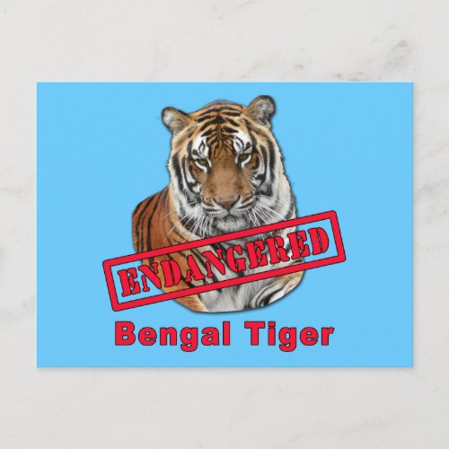 Endangered Bengal Tiger  Products Postcard