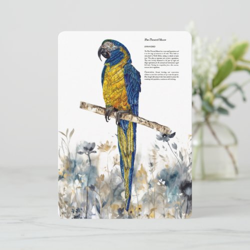 Endangered Blue_Throated Macaw Watercolours Holiday Card