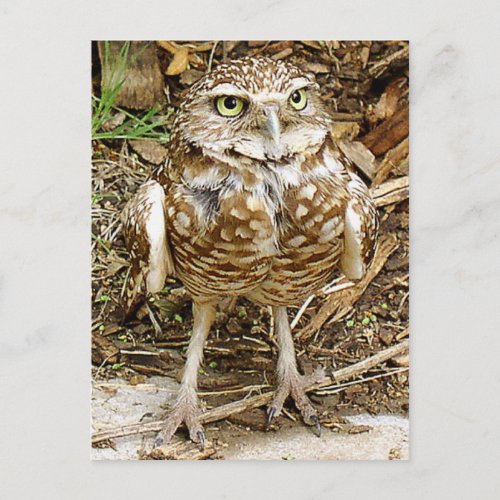 Endangered Burrowing Owl Postcard