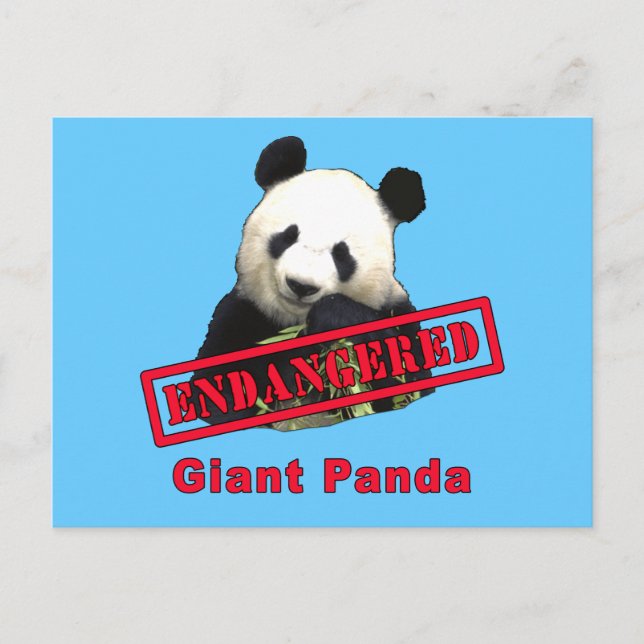 ENDANGERED Giant Panda Postcard (Front)