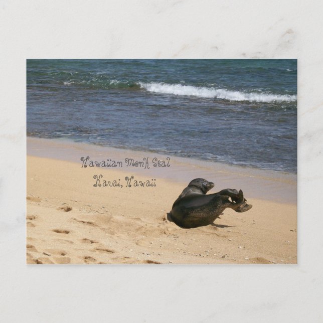 Endangered Hawaiian Monk Seal Kauai Hawaii Postcard (Front)