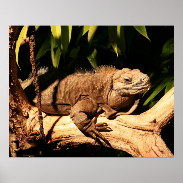 Endangered Jamaican Iguana, Cyclura collei Poster (Front)