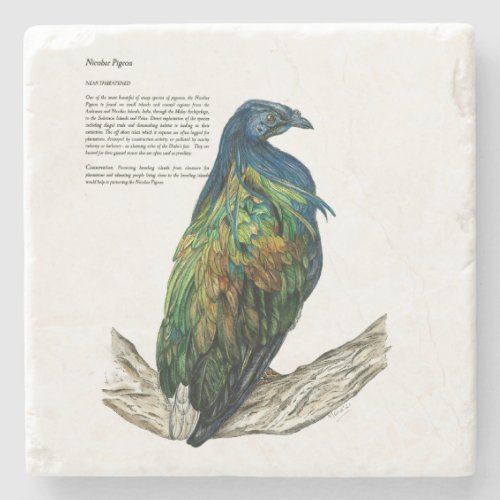 Endangered Nicobar Pigeon Stone Coaster