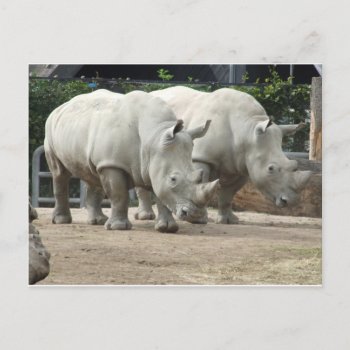 Endangered Northern White Rhinos Postcard by AnimalHijinx at Zazzle