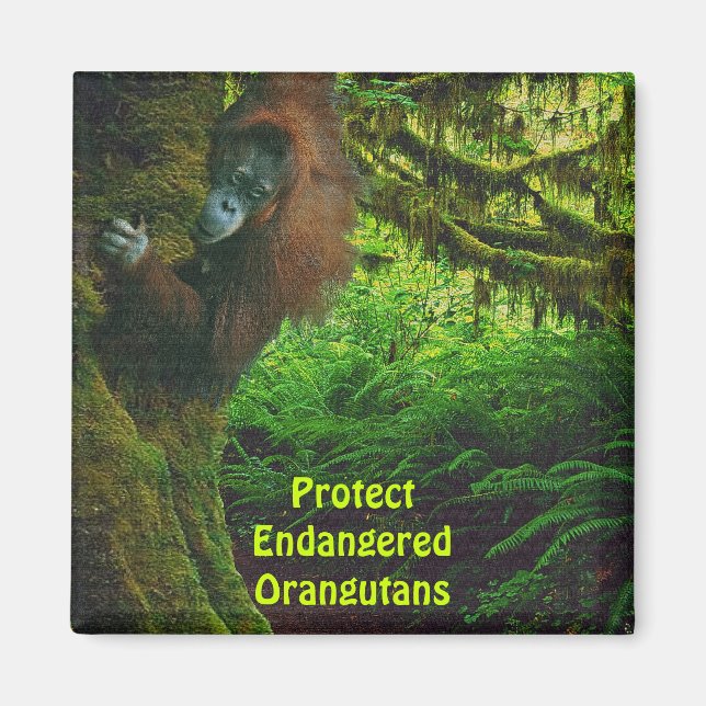 Endangered Orangutans Red Apes Wildlife Art Magnet (Front)