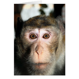 Endangered Rainforest Ape Cards