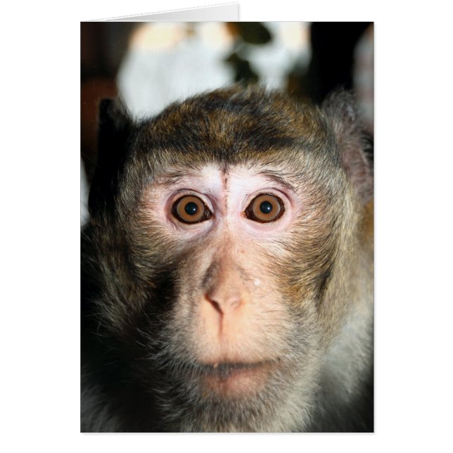 Endangered Rainforest Ape Cards (Front)