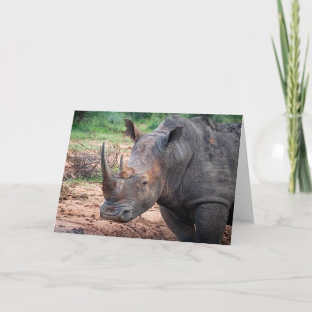 Endangered rhino, South Africa Holiday Card (Front)