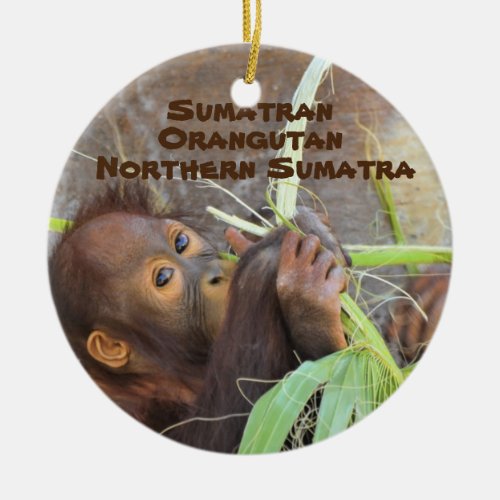 Endangered Species Series Sumatran Orangutan Ceramic Ornament