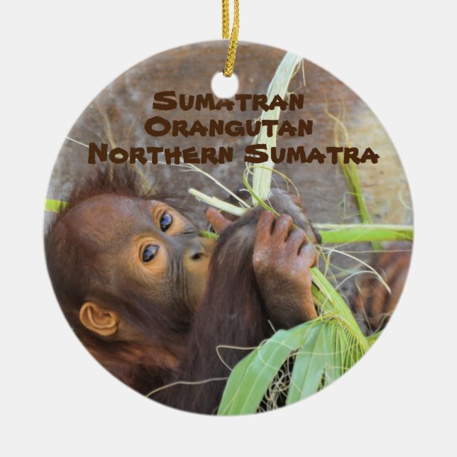 Endangered Species Series Sumatran Orangutan Ceramic Ornament (Front)