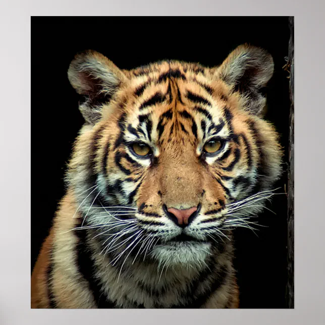 Endangered Tiger Cub Poster | Zazzle