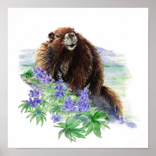 Endangered Vancouver Island Marmot Poster