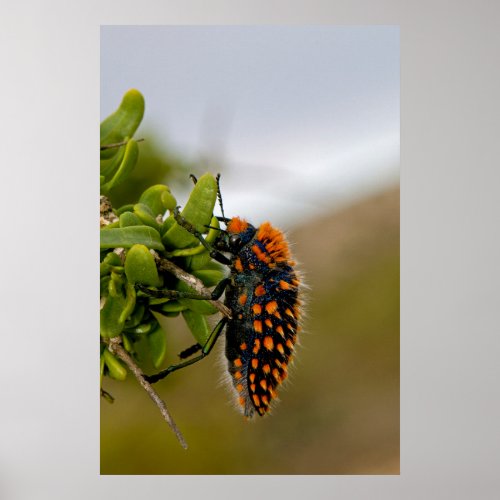 Endemic Jewel Beetle On Lyceum Bush Poster