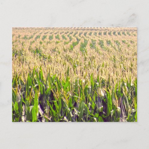 Endless Rows of Corn Postcard