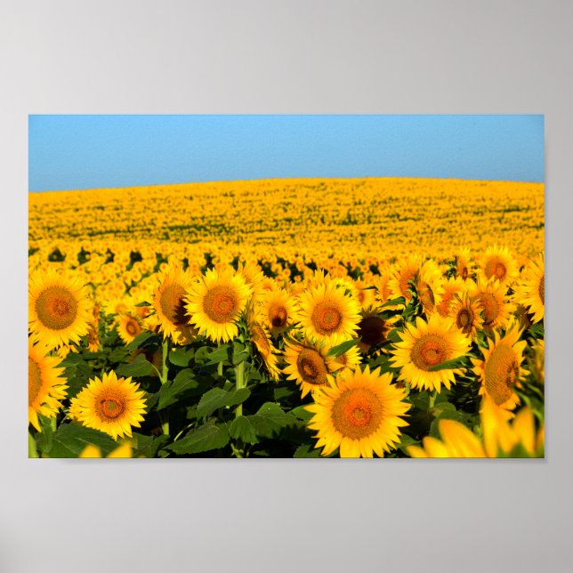 Endless Sunflowers Poster (Front)