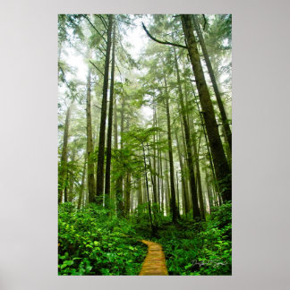 Endless Trails, Trees and Tales of the Rain Forest Poster