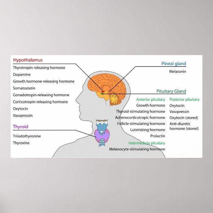 Endocrine Glands & Hormones of the Head and Neck Poster | Zazzle.com