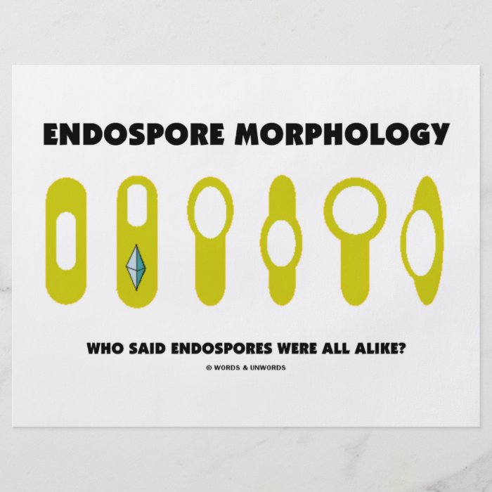 Endospore Morphology   Who Said Were All Alike? Full Color Flyer