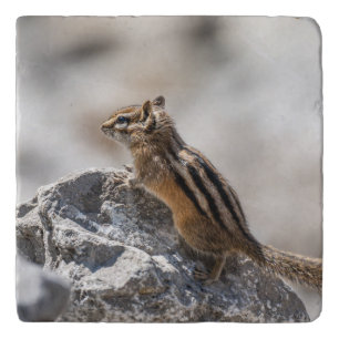Energetic Chipmunk – Woodland Wildlife Trivet
