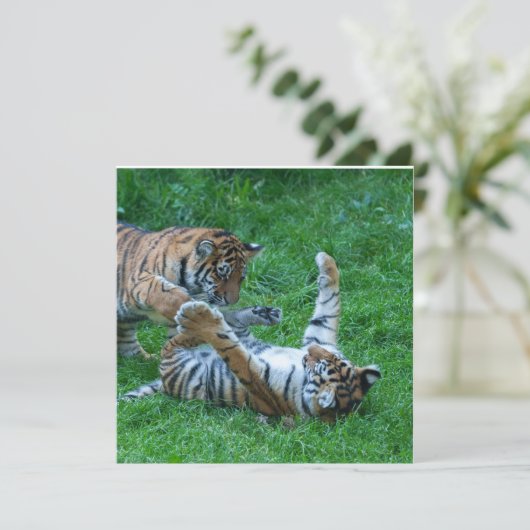 Energetic Tiger Cubs (Standing Front)