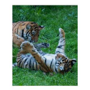 Energetic Tiger Cubs Poster