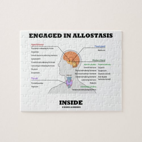 Engaged In Allostasis Inside Endocrine Hormones Jigsaw Puzzle