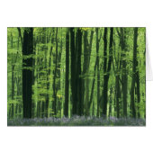 England, Beech forest & Bluebells (Front Horizontal)