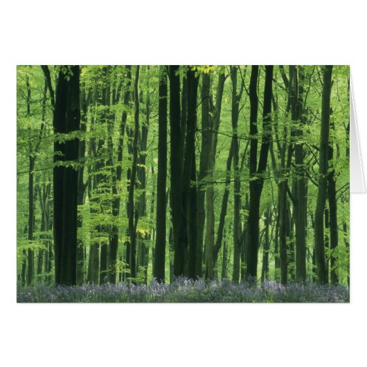 England, Beech forest & Bluebells Cards (Front Horizontal)
