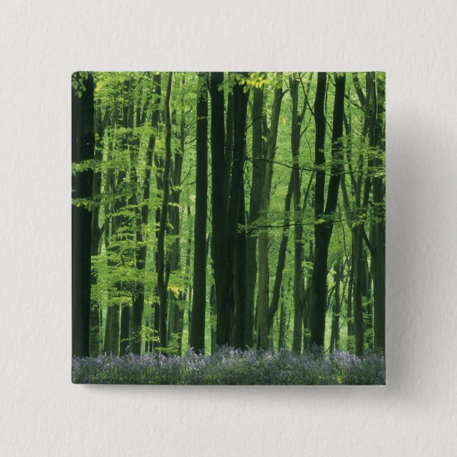 England, Beech forest & Bluebells Pinback Button (Front)