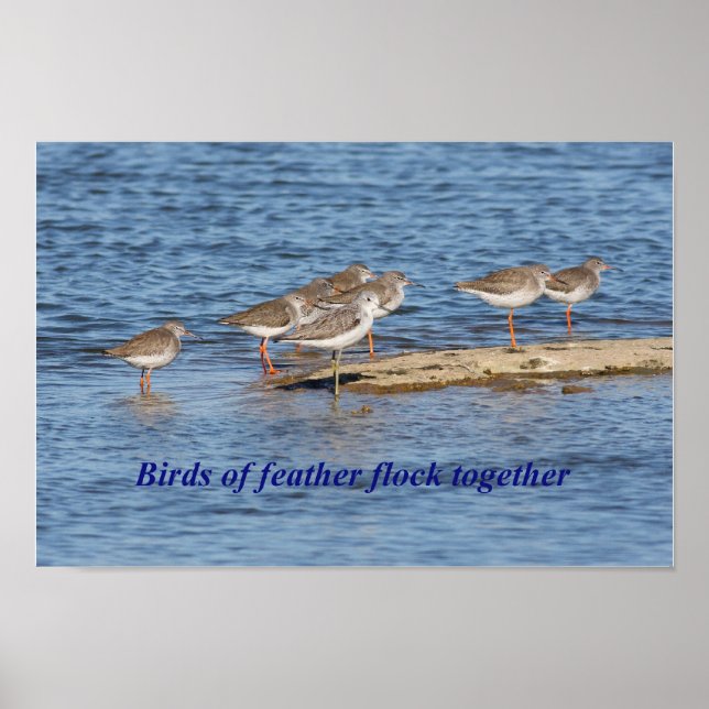 English Bird Proverb Poster (Front)