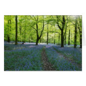 English Bluebells (Front Horizontal)