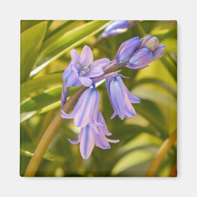 English Bluebells Magnet (Front)