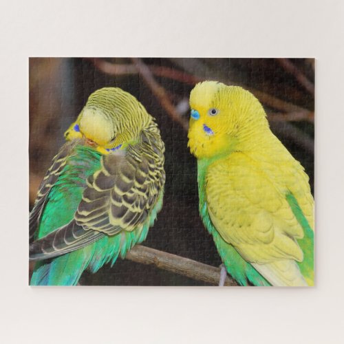 English Budgie Parakeet Bird Jigsaw Puzzle