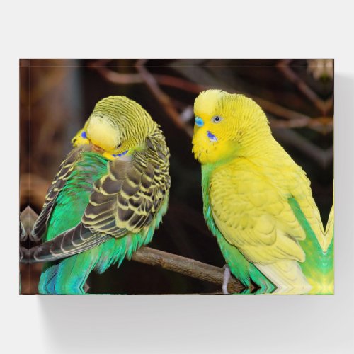 English Budgie Parakeet Bird Paperweight