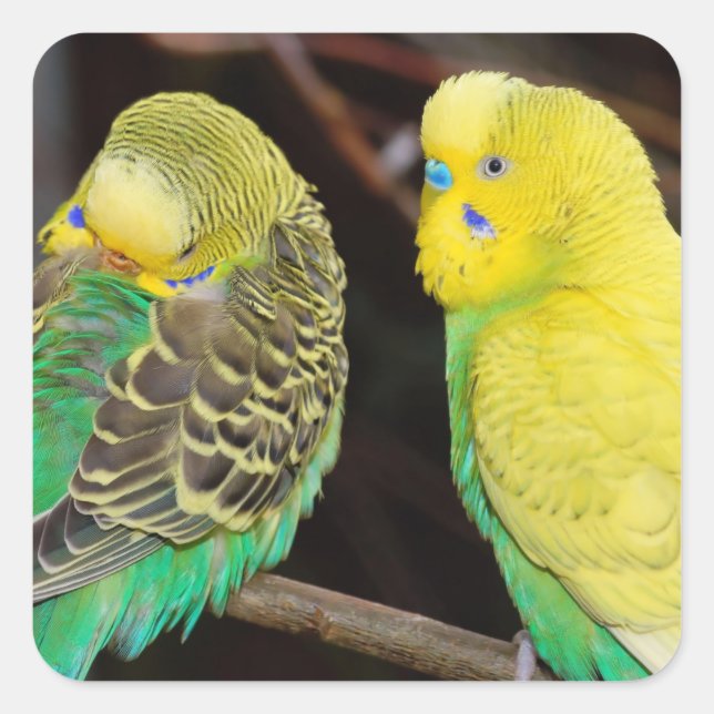 English Budgie Parakeet Bird Square Sticker (Front)