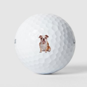 English Bull Dog Golf Balls by Bubbleprint at Zazzle