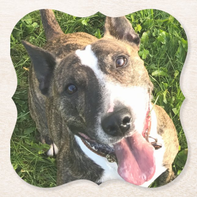 English Bull Terrier coaster (Front)