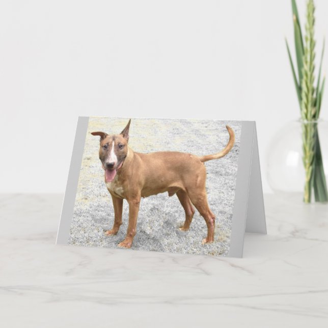 English Bull Terrier Greeting Card (Front)
