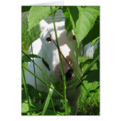 English Bull Terrier Peeking Through the Leaves (Front)