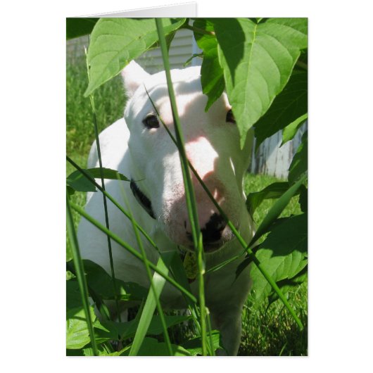 English Bull Terrier Peeking Through the Leaves (Front)