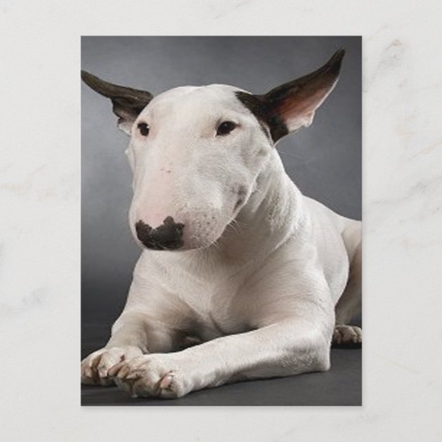 English Bull Terrier Postcard (Front)