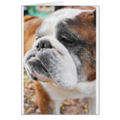 English Bulldog (Front)