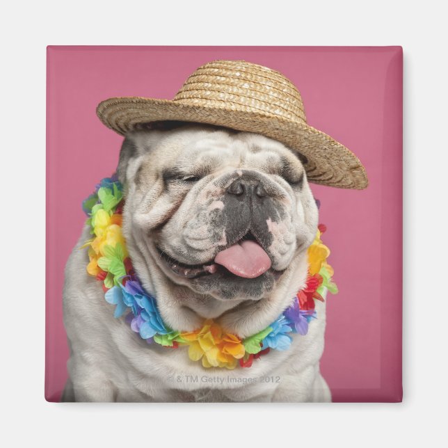 English Bulldog (18 months old) wearing a straw Magnet (Front)