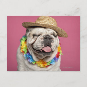 English Bulldog (18 months old) wearing a straw Postcard