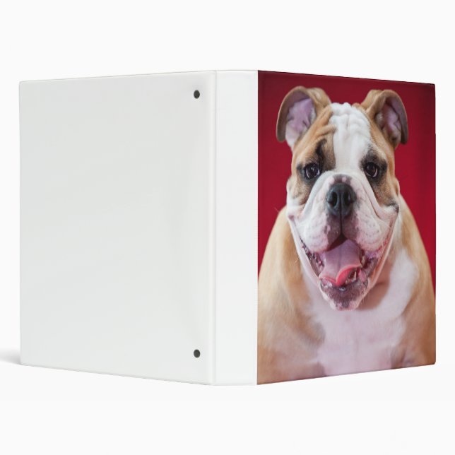English Bulldog 3 Ring Binder (Background)