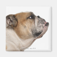 English Bulldog (6 years old)