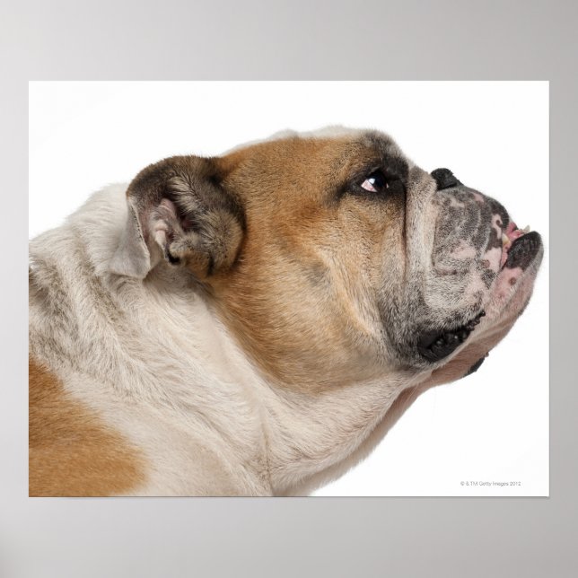 English Bulldog (6 years old) Poster (Front)