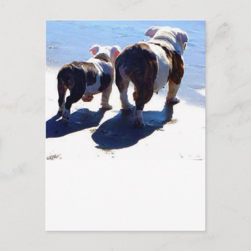 English Bulldog and Puppy Postcard