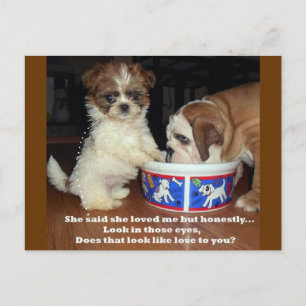 English Bulldog and Shih Tzu Puppy Postcard