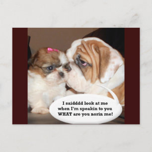English Bulldog Attention! Postcard